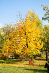 maple tree with yellow leaves in an autumn park on a sunny day.