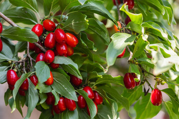 dogwood berry on a tree close-up