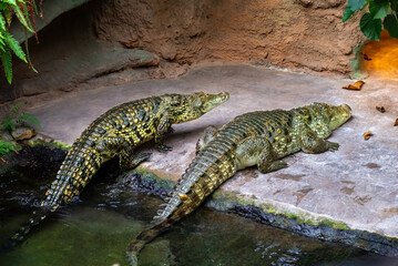 Nile crocodile in the zoo resting and basking under warm lighting