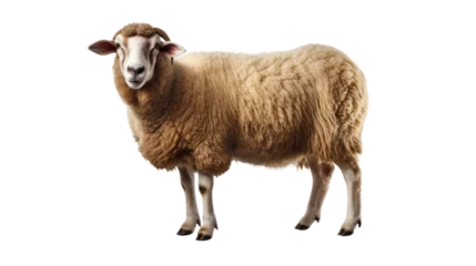 Foto op Plexiglas  sheep isolated on transparent background © shamim01946@gmail.co