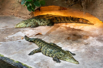Nile crocodile in the zoo resting and basking under warm lighting