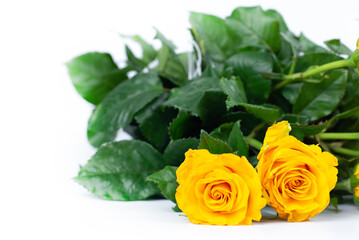 Flowers Two yellow roses. Bouquet. On a white background.