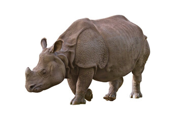 Great Indian Rhino isolated on transparent background