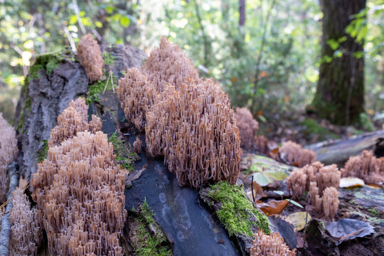 Unusual bush-shaped, spongy-type mushrooms of pinkish color on the trunk of a dead tree.