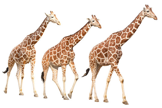 Walking three giraffes isolated on transparent background