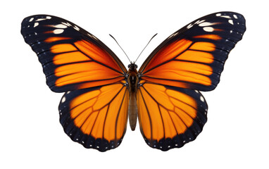 Realistic Portrait of a Butterfly on a Clear Surface or PNG Transparent Background.