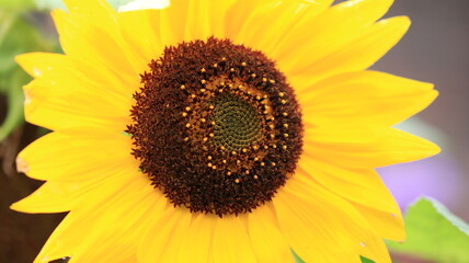 Obraz premium The Magnificent Sunflower