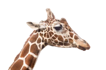 Gordijnen Giraffes head isolated on transparent background © sherlesi 