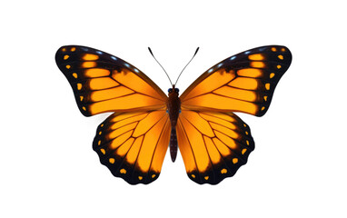 Obraz premium Realistic Closeup of a Butterfly Roar on a Clear Surface or PNG Transparent Background.