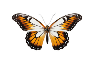 Realistic Butterfly Portrait with a Powerful Roar on a Clear Surface or PNG Transparent Background.