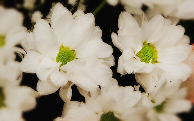 Beautiful flower bouquet with water drops on the petals.