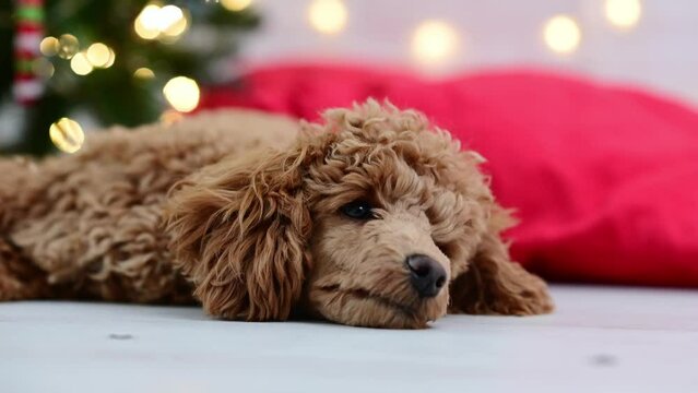 cute dog toy poodle close-up looking at the camera near the New Year tree with Christmas decorations. High quality 4k footage