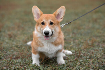 Happy and active purebred Welsh Corgi dog outdoors in the grass on a sunny summer day.