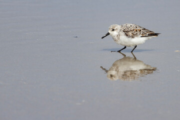 Sanderling (Calidris alba) is a small wading bird. The name derives from Old English sand-yrðling, 