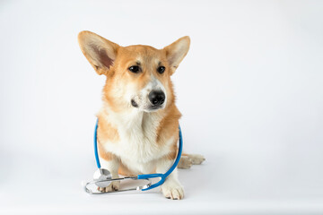 A happy Pembroke Welsh Corgi puppy with stroboscope looks at the camera isolated on a white...