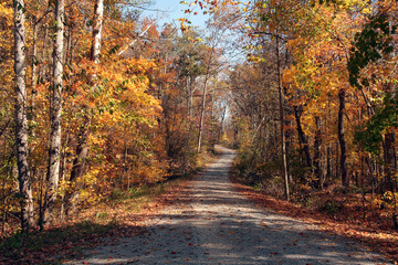 Fall Forest Colors Along Country Roads