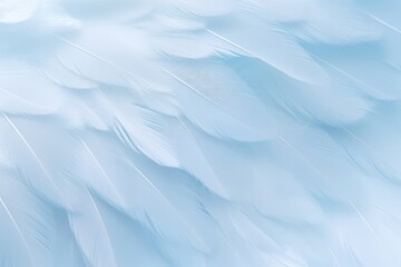 Obraz premium Closeup View Of Airy, Soft, Fluffy Bird Wing With White Feathers In Pastel Blue Shades, Set Against White Background, Creating Abstract Gentle Natural Background