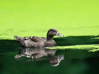 a closeup of an african black duck on a pond with a blurry background 