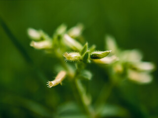 close up of a plant
