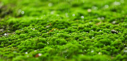 Green moss on the wet ground Close up photo