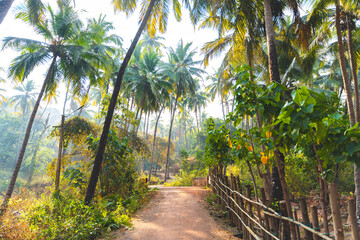 Jungle in Goa, India. Path, fence and palm trees
