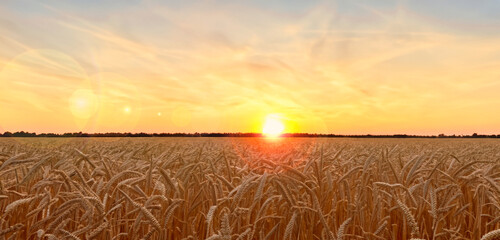 Wheat field. Panorama of nature Sunrise on the horizon of the wheat field - obrazy, fototapety, plakaty