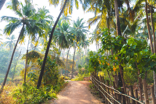 Jungle in Goa, India. Path, fence and palm trees
