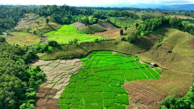 The intricate patchwork of rice and corn fields, the backbone of the food industry, paints a scenic rural canvas. Thailand's corn exports thrive in the global market, fueling agricultural success.
