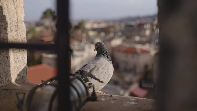 Common pigeon or dove sitting on ancient stone step on wall looks down at city. The rock dove or rock pigeon stare down at busy urban street in sunny day exterior