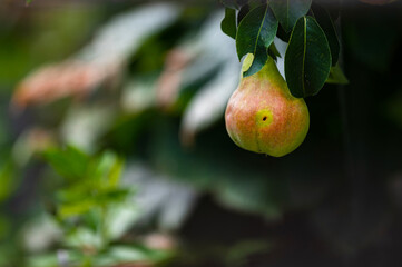a ripe juicy pear is hanging on a branch in the garden. The fruit is wormy, a characteristic trace is visible on the side. In the background, the blurred greenery of the garden. 