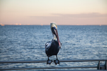 St. Petersburg Florida