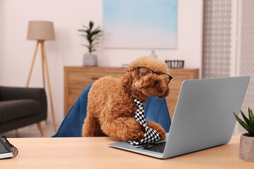 Cute Maltipoo dog wearing checkered tie and glasses at desk with laptop in room. Lovely pet - obrazy, fototapety, plakaty