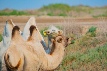 Two Bactrian camels stand together in the steppe