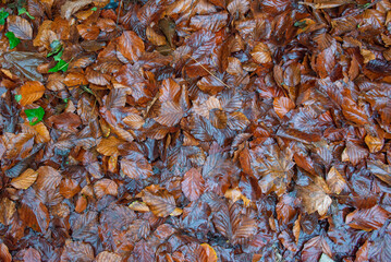 Wet leaves of a tree lying on the road