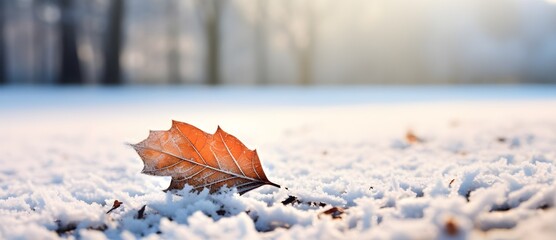 Autumn leaves in the snow - obrazy, fototapety, plakaty