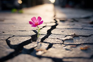 Fotobehang A resilient pink flower blooming in the midst of destruction created with Generative AI technology © Karlaage