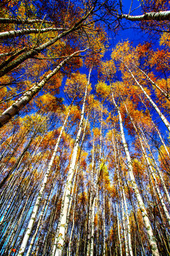 Colorful autumn trees in forest. HDR Image (High Dynamic Range). 