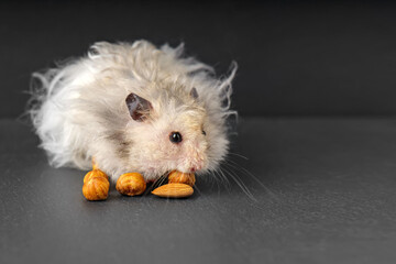 Grey fluffy Syrian hamster eating hazelnuts and winking his eye - obrazy, fototapety, plakaty