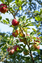 Apple orchard. Ripe apples in the garden ready for harvest.