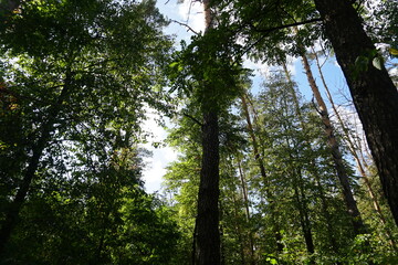 Fototapeta premium trees in the woods