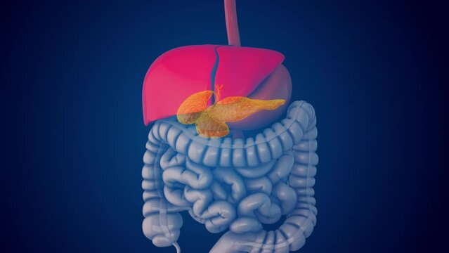 Glucose homeostasis is regulated by the pancreas
