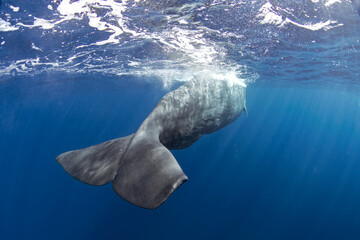 Sperm whale is breathing on the surface. Calm biggest toothed whale in Indian ocean. 