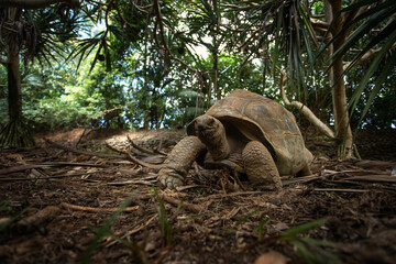 Aldabra giant tortoise is walking in the La Vanille nature park. Huge ground turtle is resting during hot day. Mauritius reptile.