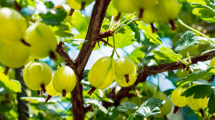 Closeup of ripening gooseberry yellow variety on shrub in summer garden. Ribes uva-crispa. Fresh sweet berry fruits on branch detail with green leaves and thorns with fence grid pattern in background.