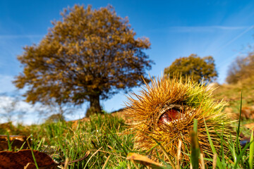 Chestnut close up with a chestnut tree in background in autumn
