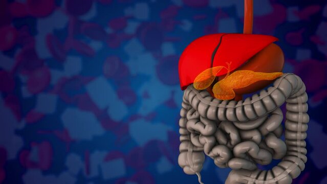 The pancreas controls glucose homeostasis