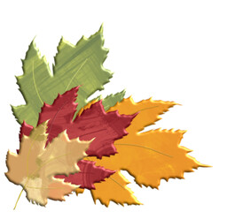 Maple leaves autumn, thanksgiving , writen for website, email, greeting card, presentation, ostcard, book, t-shirt, sweatshirt, sticker, book, gift wrap, printables, banner, sublimation