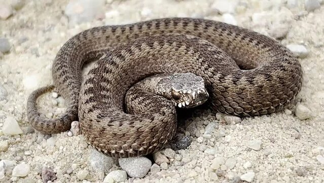 The viper snake (Vipera berus) is panting, frightened and preparing to attack.