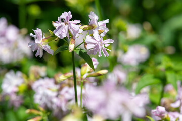 Close up of wild sweet William (saponaria officinalis) flowers in bloom