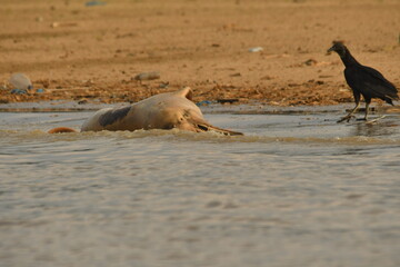 dolphin killed by climate change